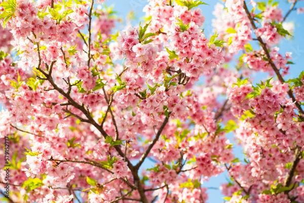 Fototapeta 松田山の河津桜2023-3