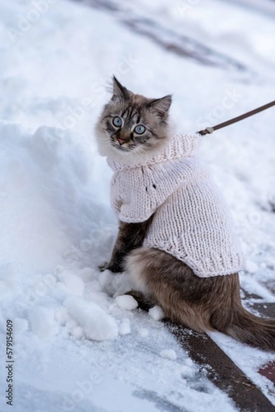 Obraz cat in snow