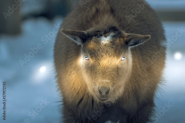 Obraz wild boar in winter forest