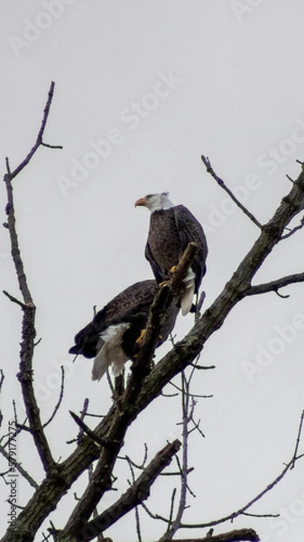 Obraz Eagles perched on a branch