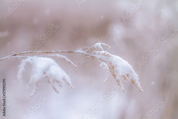 Fototapeta gałązka trawy przykryta śniegiem