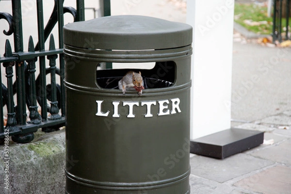 Obraz Squirrel on trash bin