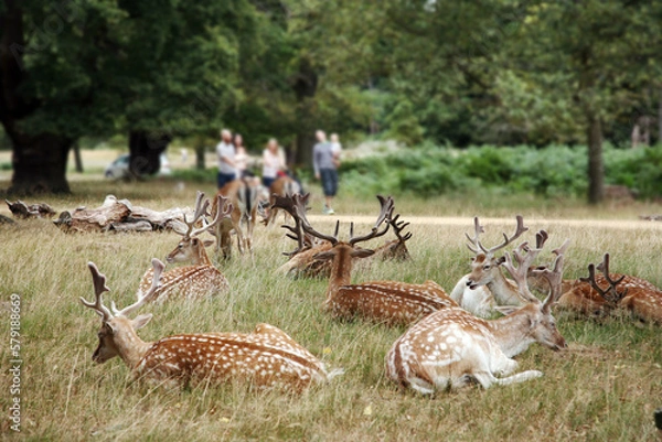 Obraz Deer in Richmond Park, an unrecognizable family group is arranged in a happy look In the background. 