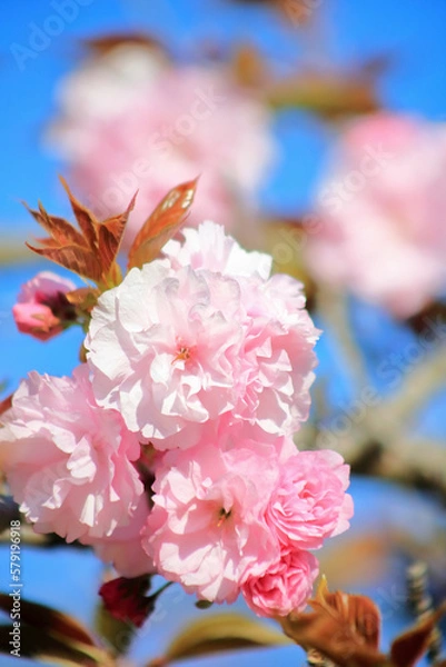 Fototapeta 八重桜
