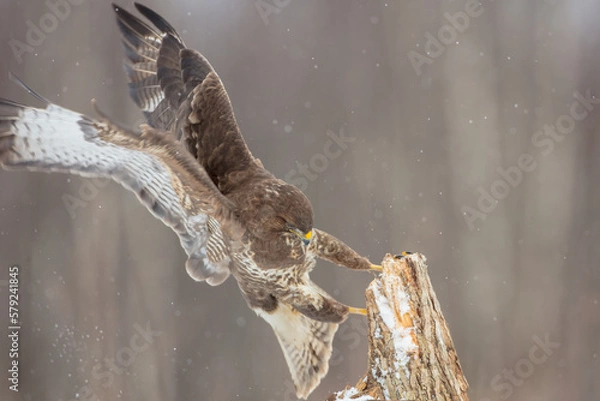 Fototapeta Common Buzzard in winter at a wet forest