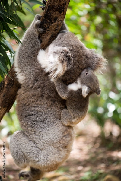 Obraz Koala z joeyem wspinającym się na drzewo