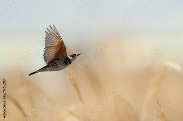 Fototapeta ツグミ