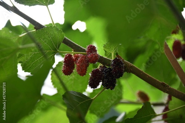 Fototapeta ripe mulberry on branch 
