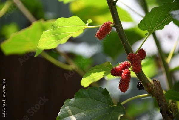 Fototapeta mulberry fruit on the branch