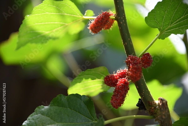 Fototapeta ripe mulberry on branch 