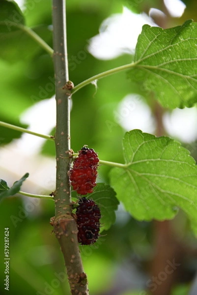 Fototapeta berries on a branch