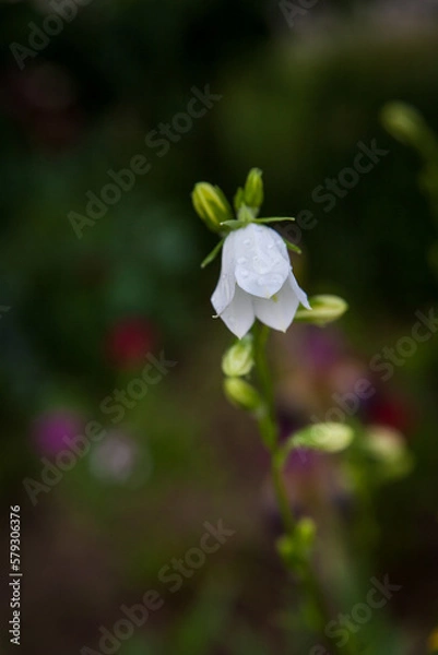 Fototapeta White bellflowers in bloom