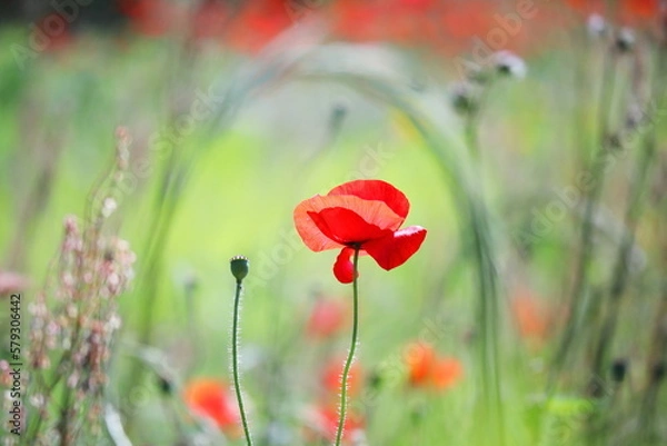 Obraz 初夏の美しいポピーの花
