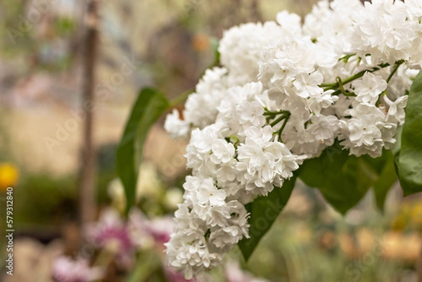 Fototapeta Branch of white lilac flowers with the leaves, natural spring background