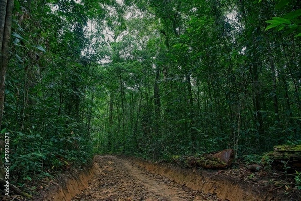 Obraz path in the woods