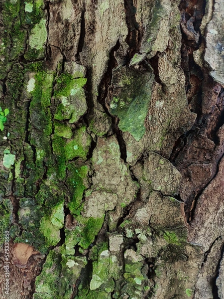 Obraz Surface Tree Bark Textures, rough and cracked like broken