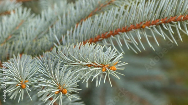 Fototapeta Beautiful background with fresh Fir Tree. Spruce branches. Pine branch. Blue spruce background. Needles on the branches close-up. Spring nature. Tree twig. Needles on the branches close-up.