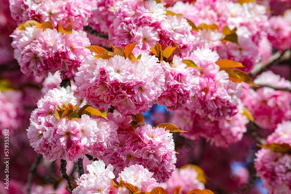 Obraz Kirschblüte - Sakura - CloseUp