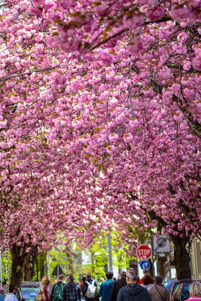 Obraz Kirschblüte - Sakura - Blätterdach