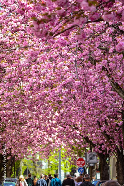 Obraz Kirschblüte - Sakura - Blätterdach