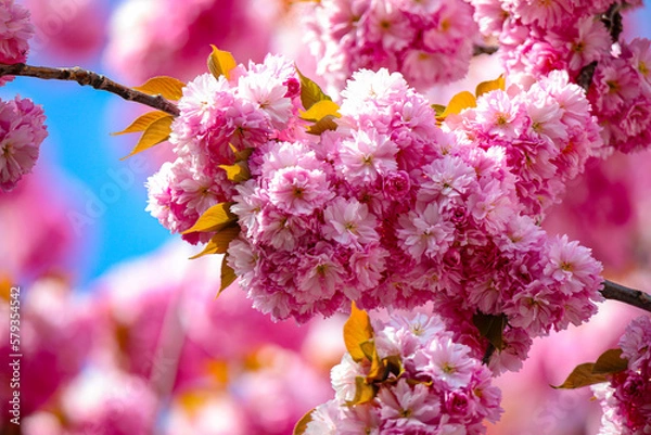 Obraz Kirschblüte - Sakura - Detail