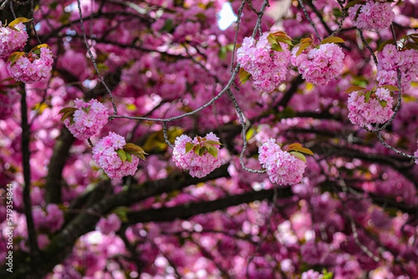 Obraz Kirschblüte - Sakura - Blätterdach