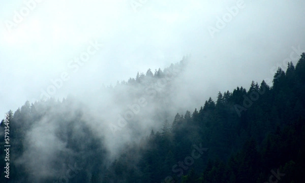 Fototapeta forest shrouded in clouds
