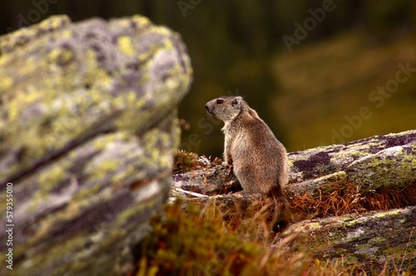 Obraz marmot in the mountains