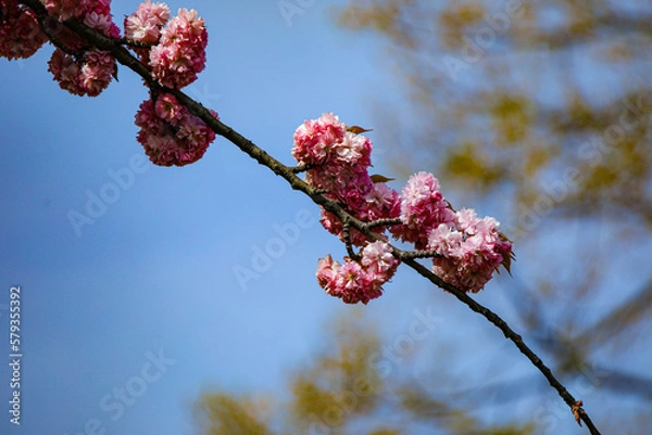 Obraz Kirschblüte - Sakura - CloseUp