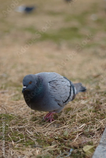 Obraz 公園で啄むハト