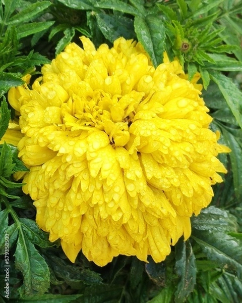 Obraz Beautiful Flowers 