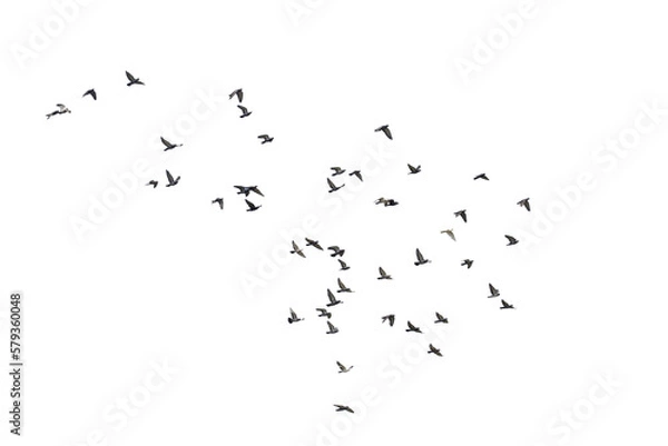 Fototapeta Flocks of  flying pigeons isolated on white background. Save with clipping path. 