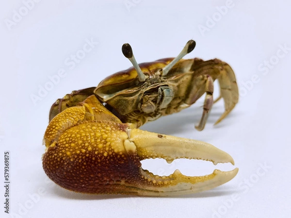 Obraz Crab isolated in white background