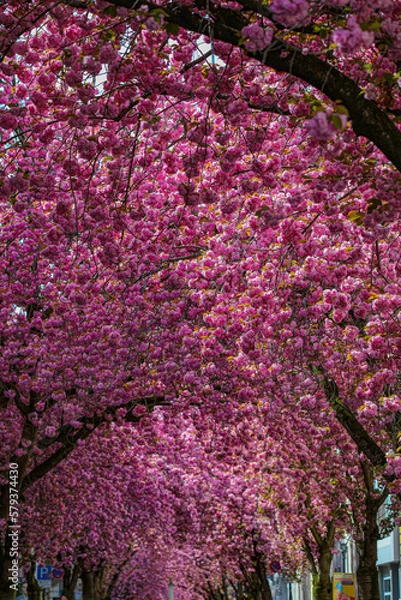 Obraz Kirschblüte - Sakura - Blätterdach