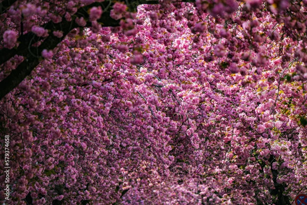 Obraz Kirschblüte - Sakura - Blätterdach