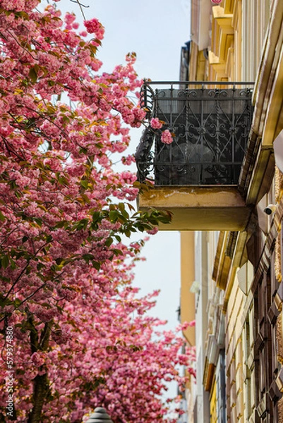 Obraz Kirschblüte - Sakura