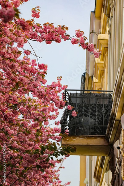 Obraz Kirschblüte - Sakura