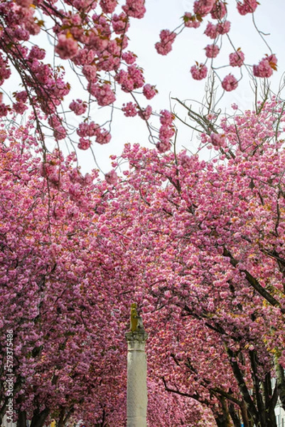 Obraz Kirschblüte - Sakura