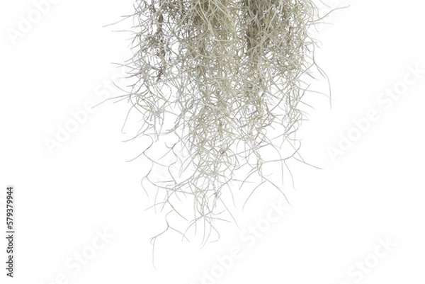 Obraz Spanish moss isolate on white background. Clipping path.