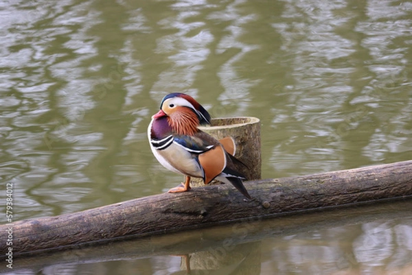 Obraz Mandarin duck