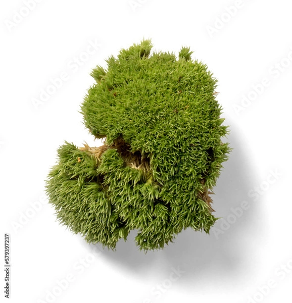 Obraz Forest Moss