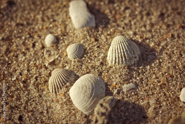 Fototapeta Muszle