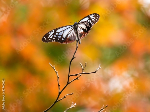 Obraz 再度公園・秋のアサギマダラ