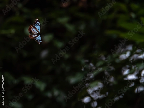 Obraz 再度公園・秋のアサギマダラ