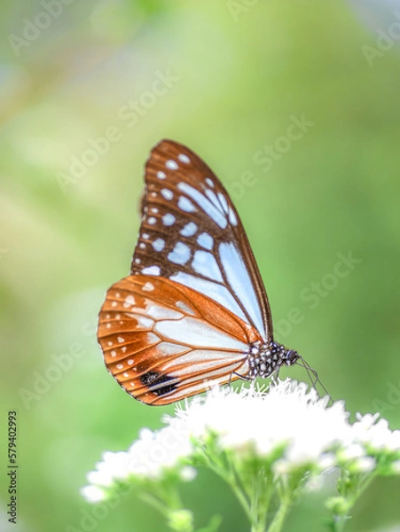 Obraz 摩耶山・天上寺のアサギマダラ