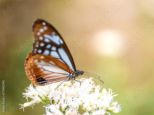 Obraz 摩耶山・天上寺のアサギマダラ