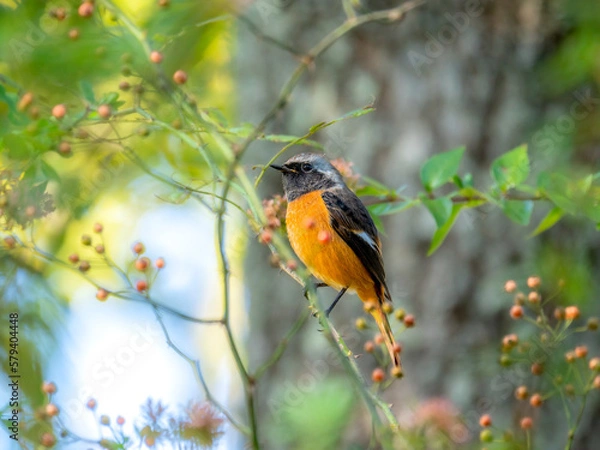 Obraz 神戸市立森林植物園のジョウビタキ