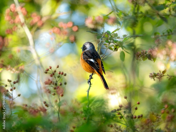 Obraz 神戸市立森林植物園のジョウビタキ