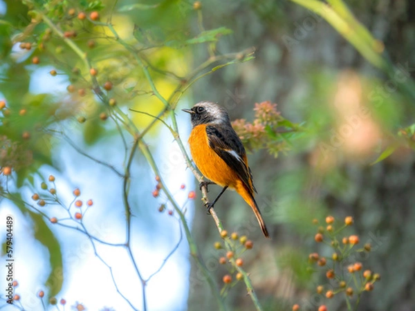 Obraz 神戸市立森林植物園のジョウビタキ