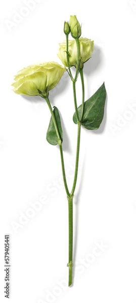 Obraz Eustoma Flower